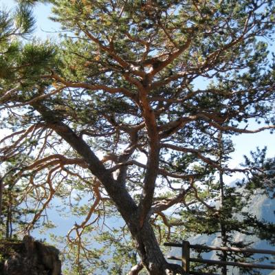 04-Magnifique pin au Belvédère