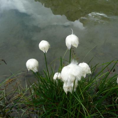 6ème:  Linaigrette, lac d'Antème avec reflet des Dents du Midi