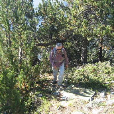 14-Bruno parmi les pins