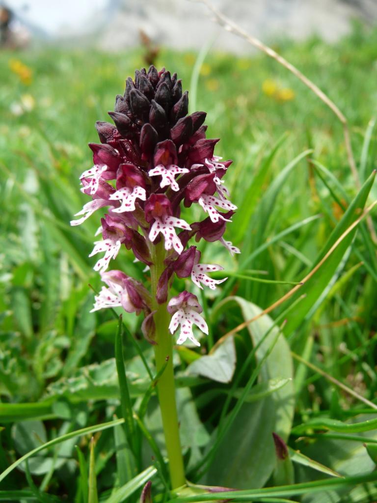 Orchis Brûlée, Mayens de Chamoson