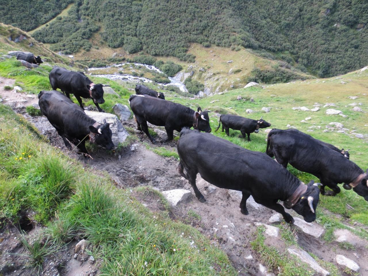 Transhumance des vaches d'Hérens au dessus de Cordonna