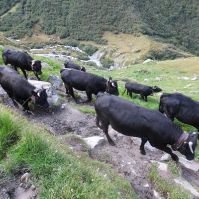 Transhumance des vaches d'Hérens au dessus de Cordonna
