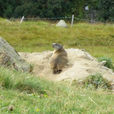 Marmotte près du chemin de montée