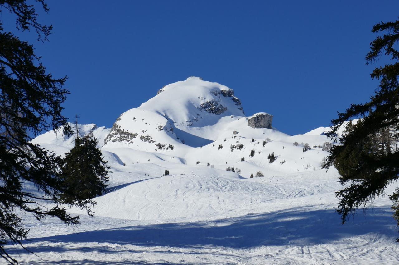 Retour à la forêt