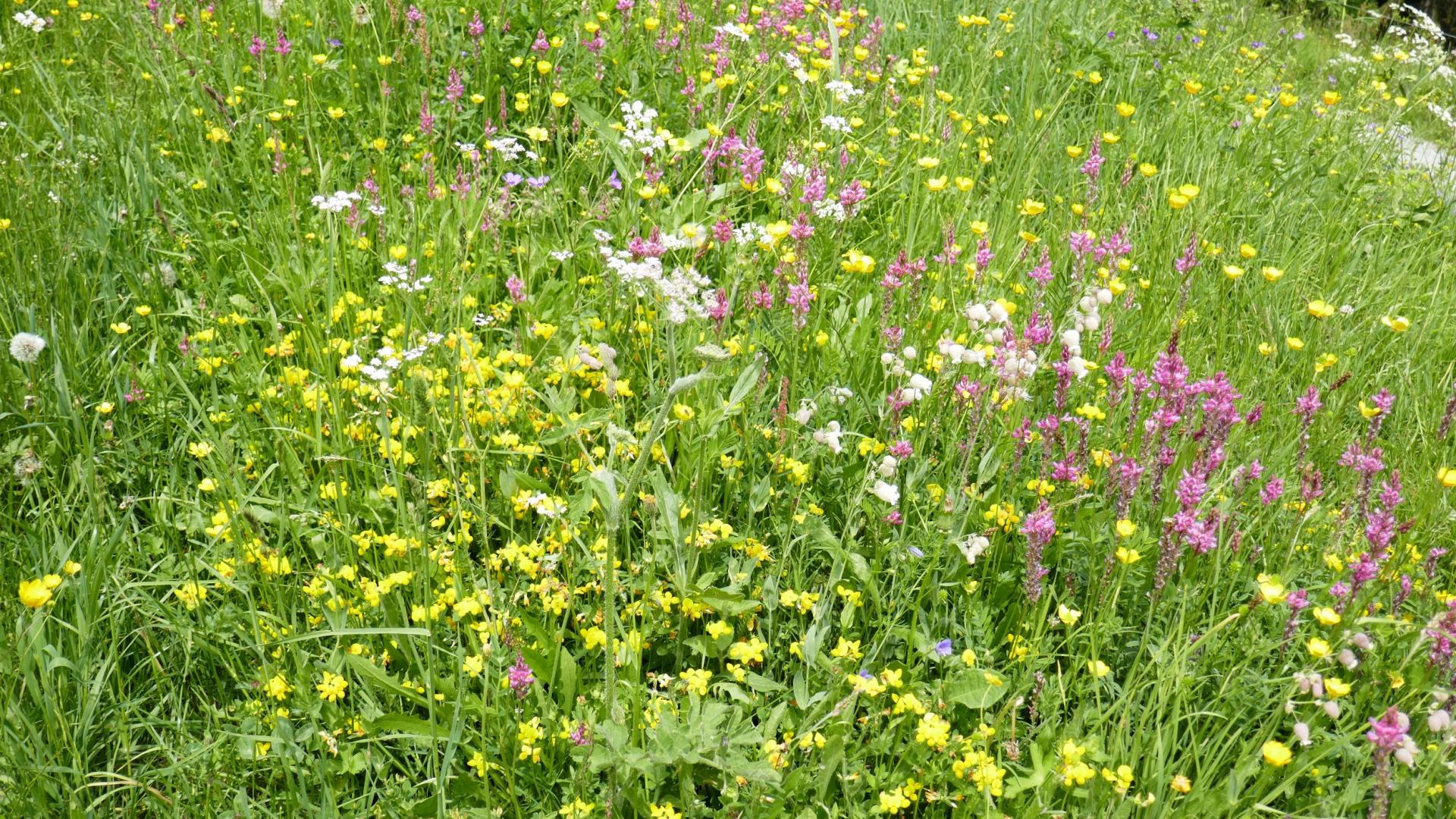 De belles prairies fleuries