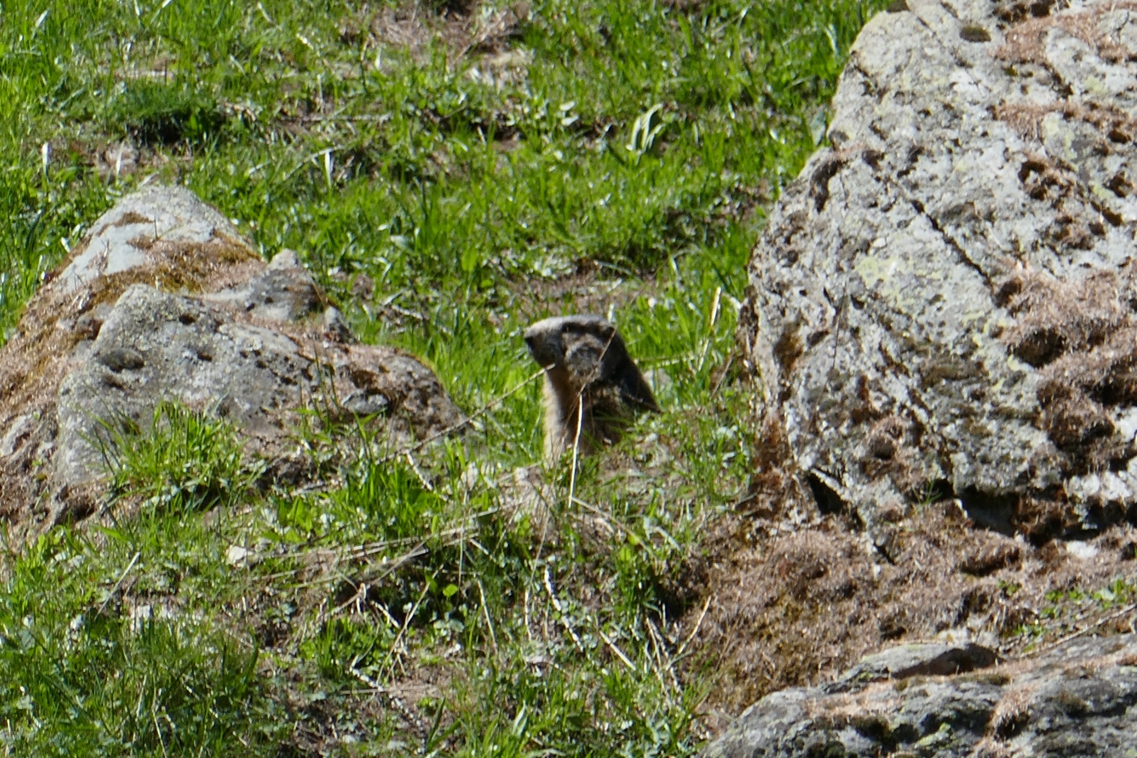 Marmotte