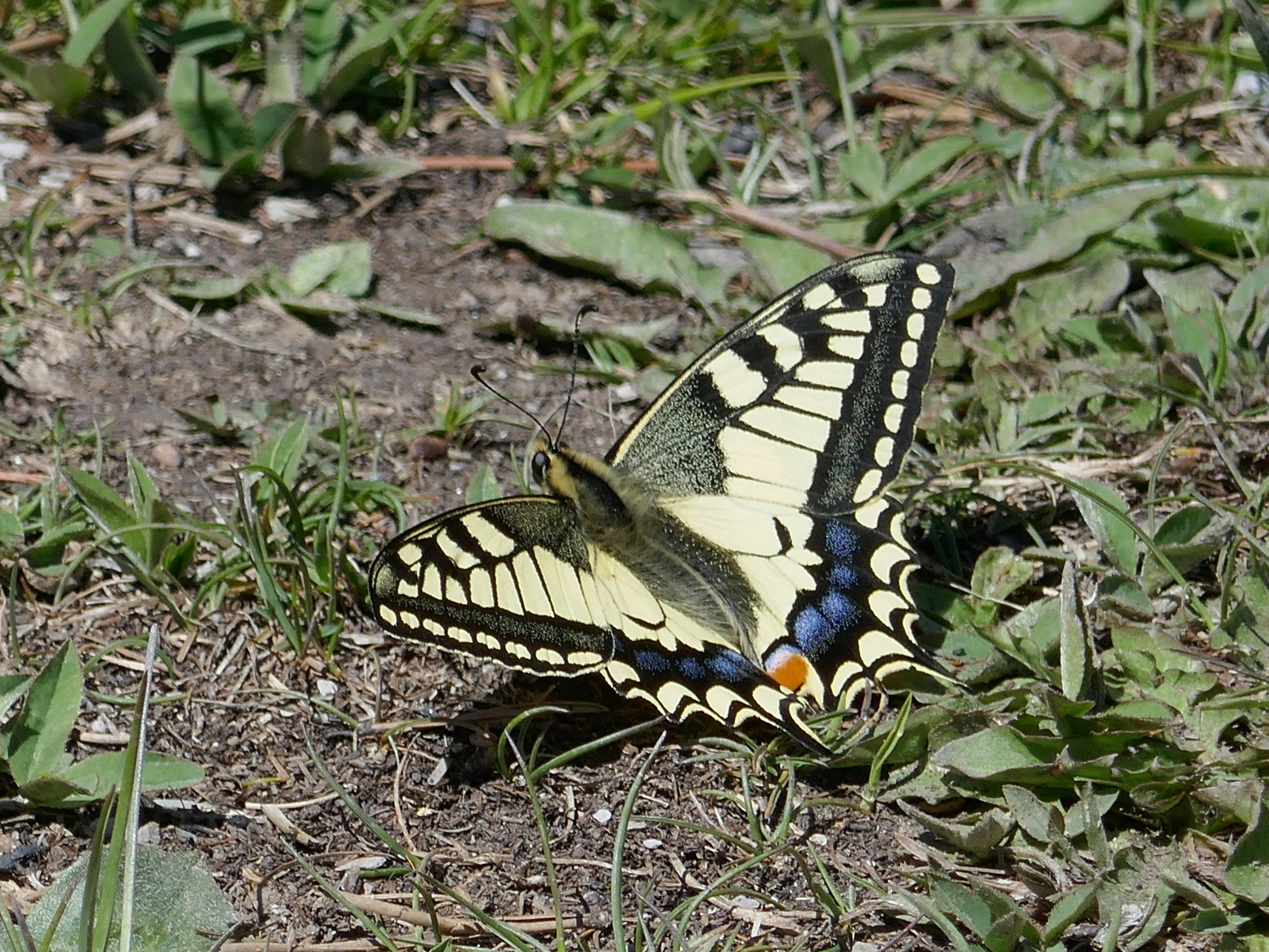 Machaon