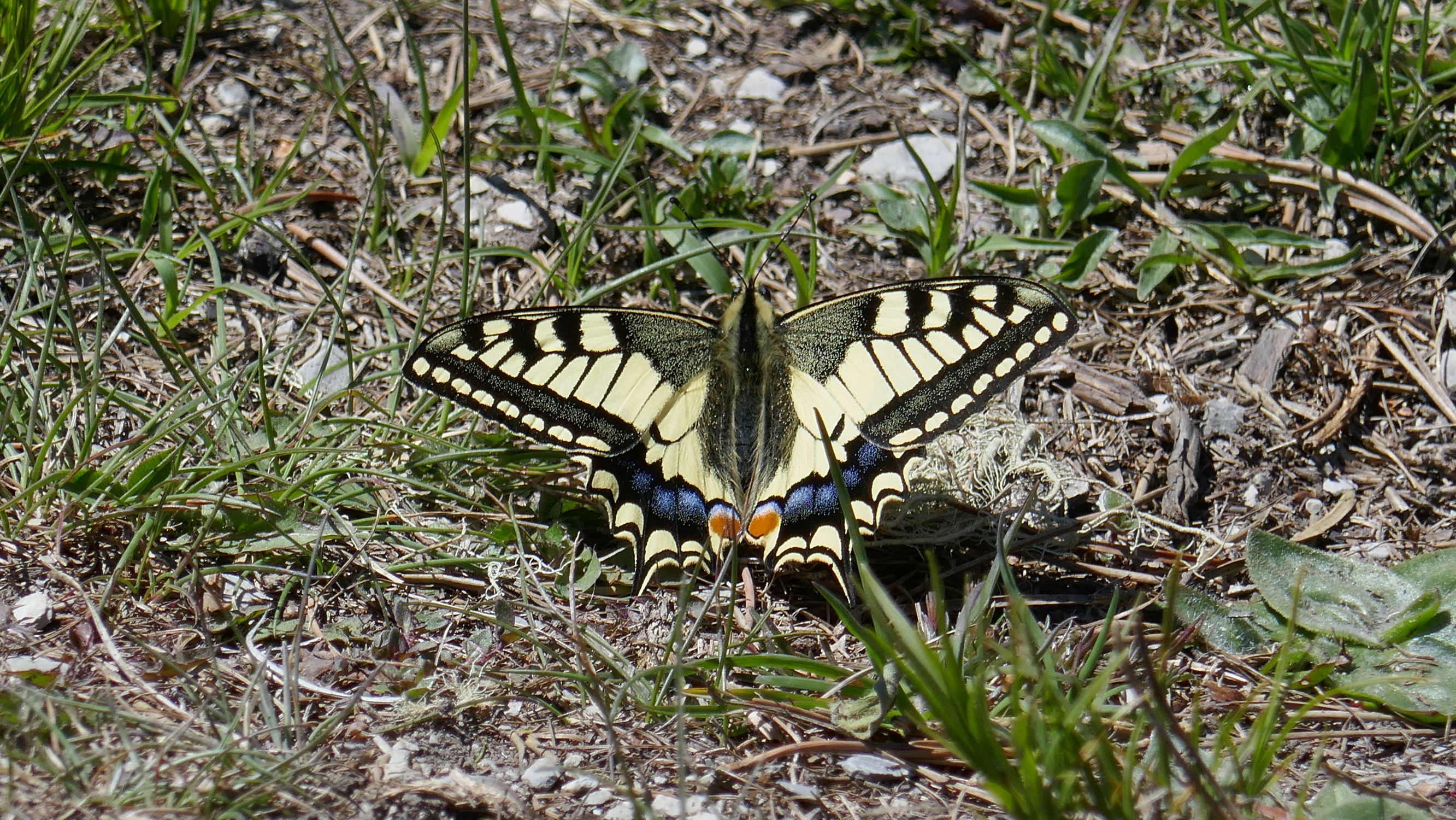 Machaon