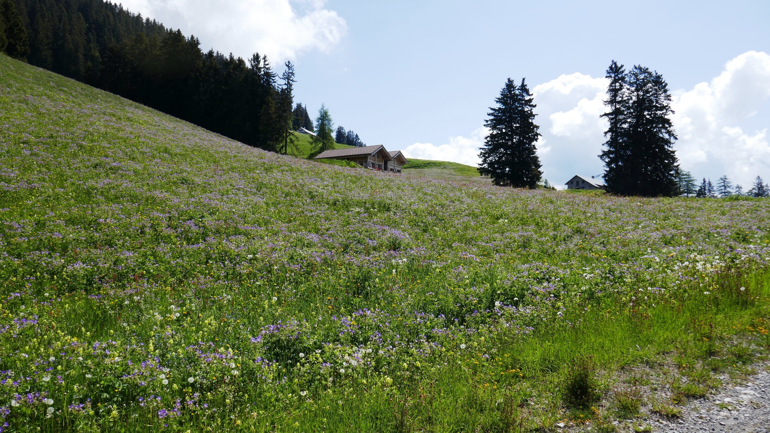 Explosion de fleurs à Prafandaz