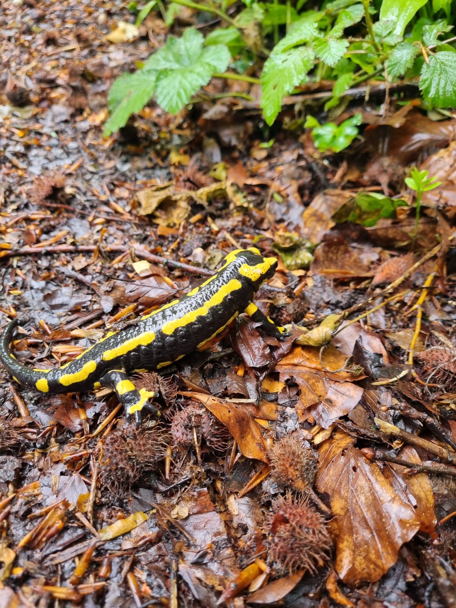 Salamandre tachetée