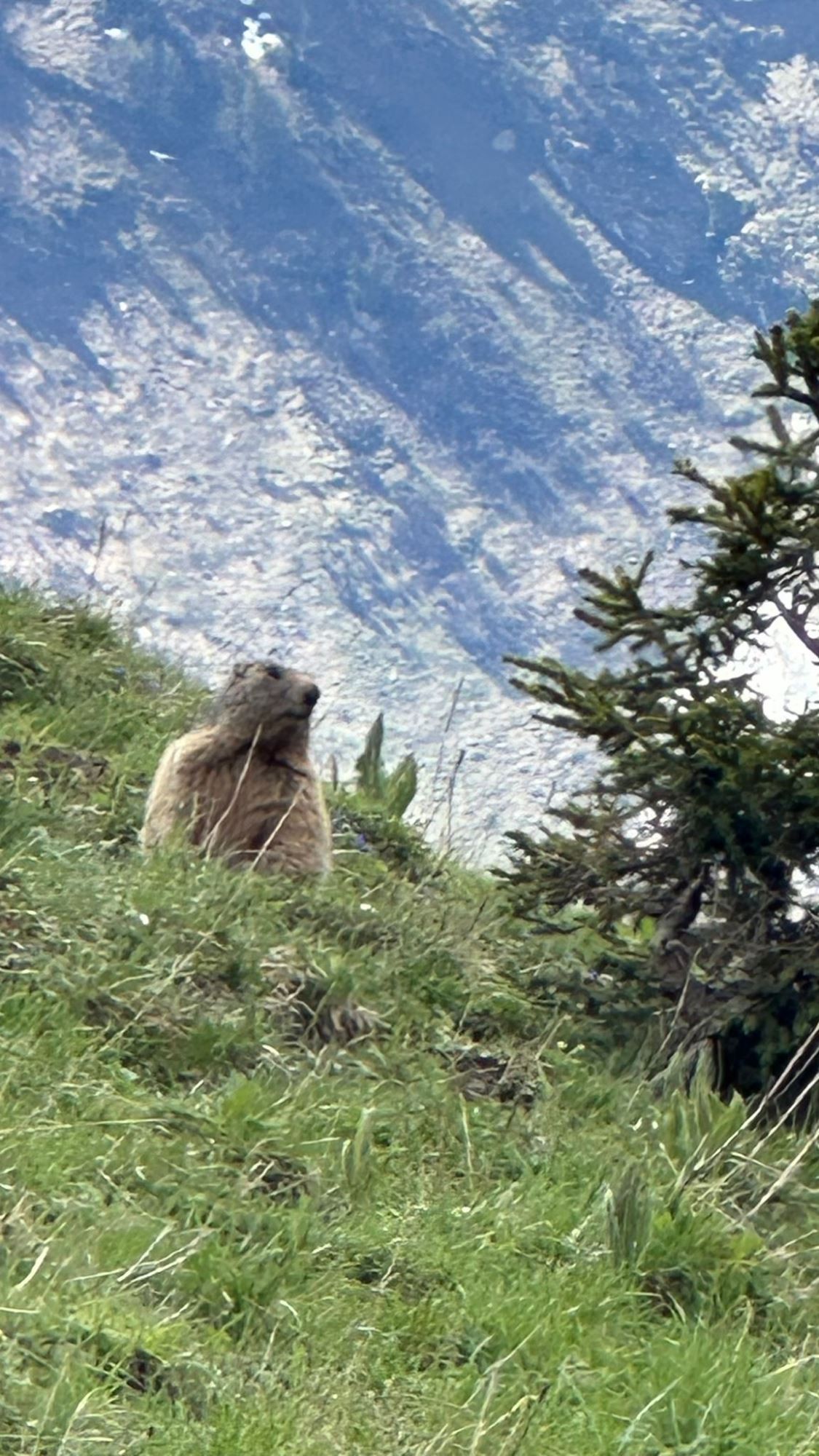 Une des nombreuses marmottes