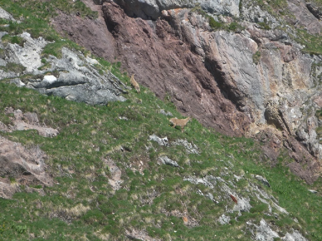 21-Les bouquetins sur la sente de traversée en haut