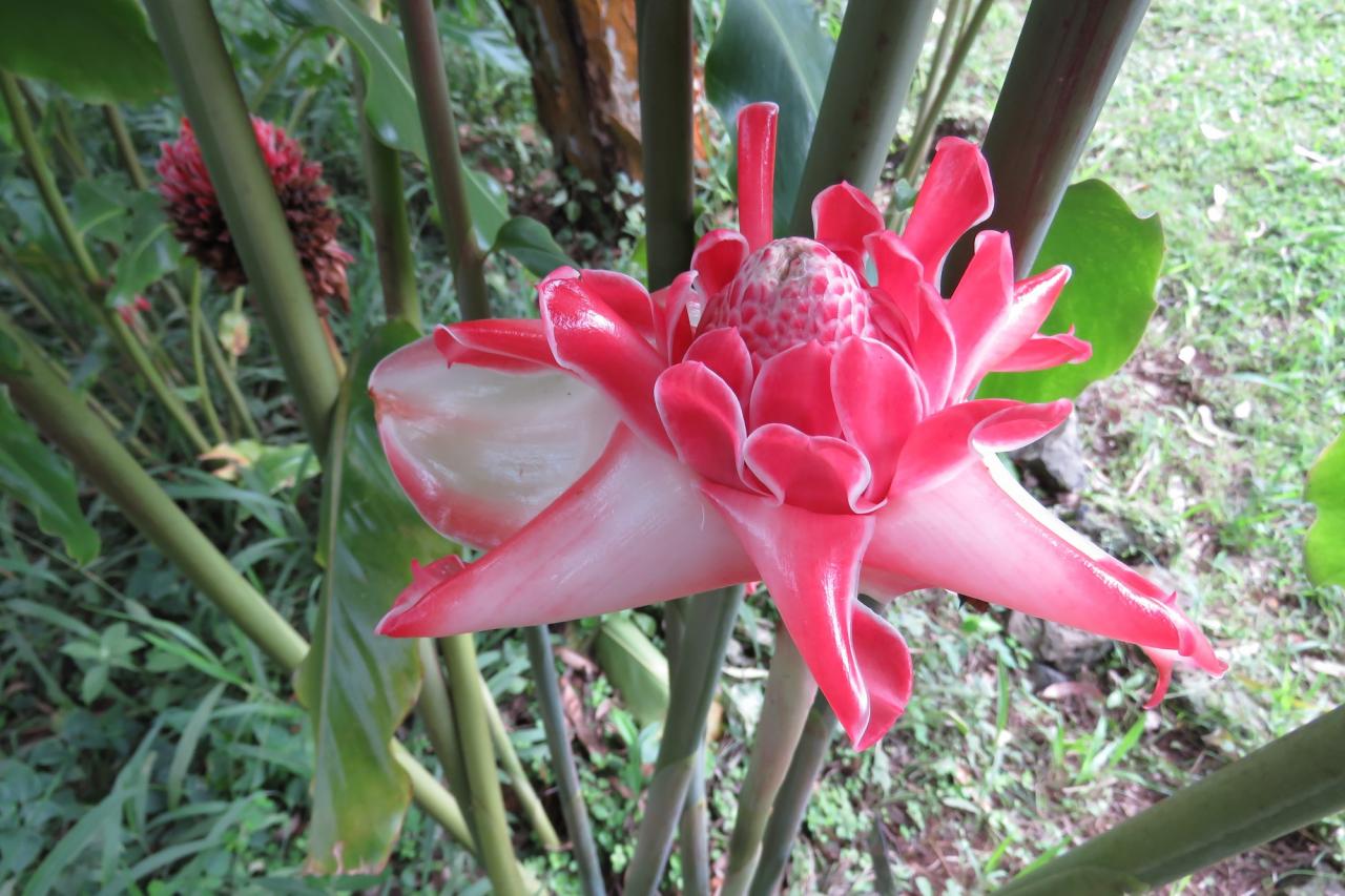 Sao tome, rose de porcelaine