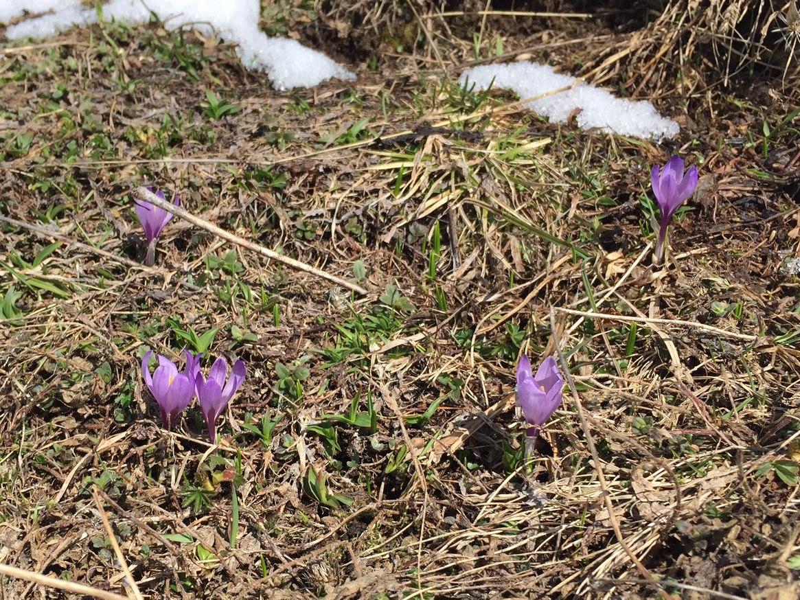 Eh oui, c'est le printemps !