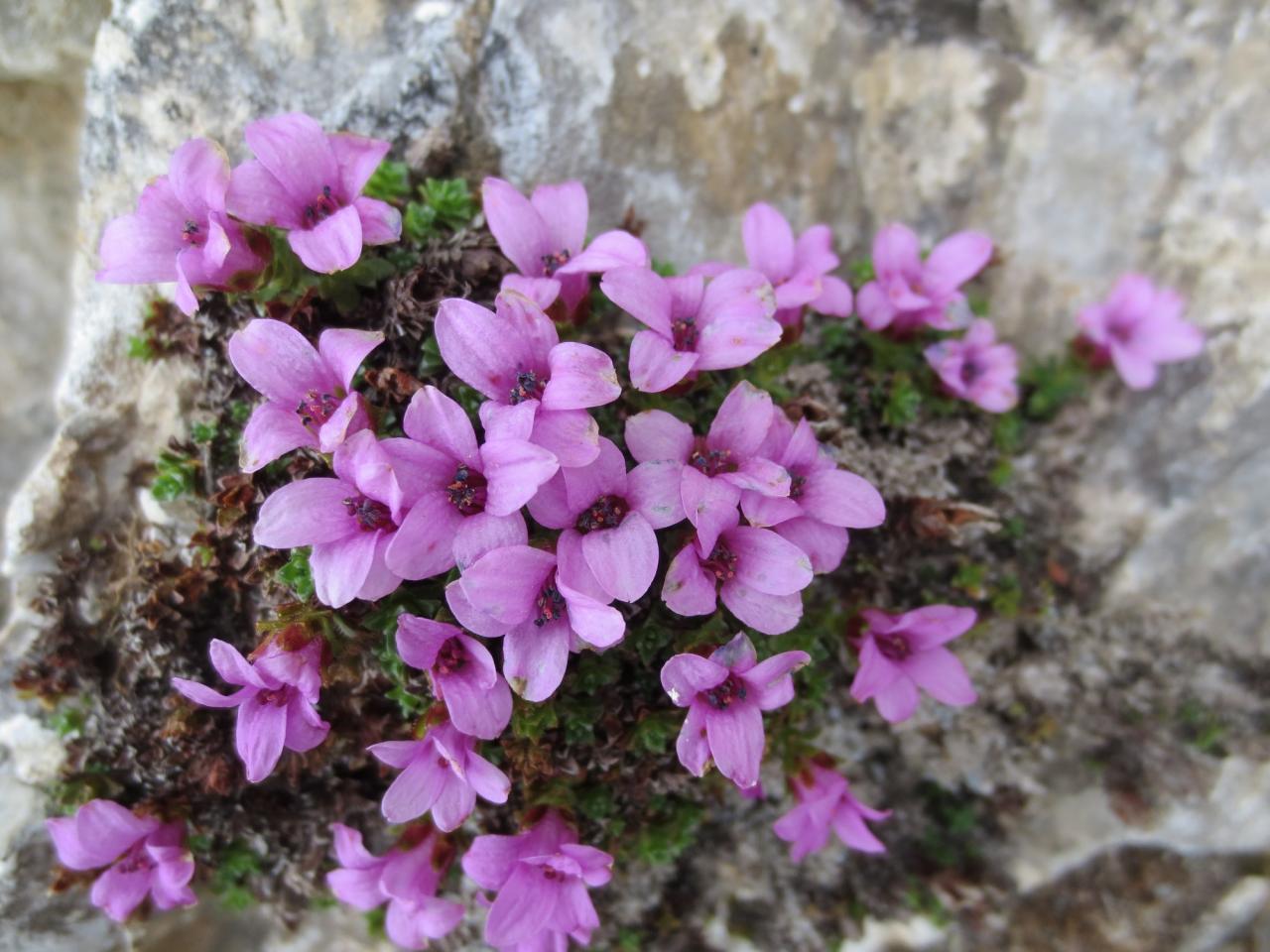 De belles petites fleurs dans ce désert de rocaille