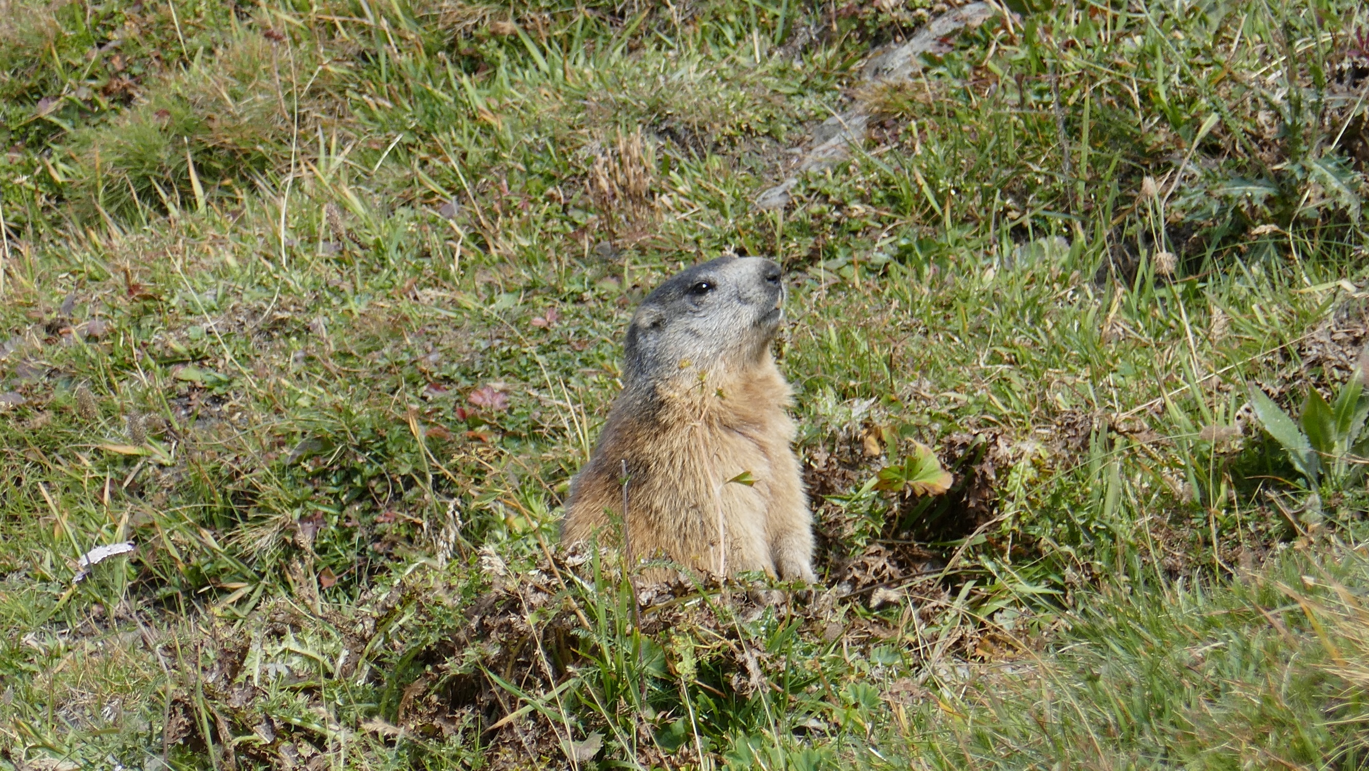 Les marmottes sont encore dehors