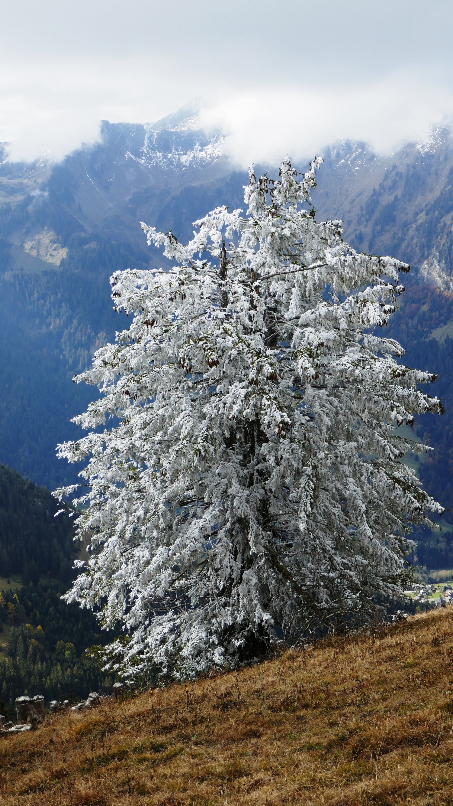 Le givre du grand nord !